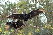 Kilimanjaro Safaris