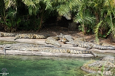 Kilimanjaro Safaris