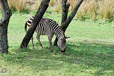 Kilimanjaro Safaris