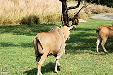 Kilimanjaro Safaris