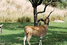 Kilimanjaro Safaris