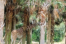 Kilimanjaro Safaris