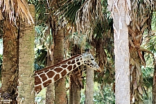 Kilimanjaro Safaris