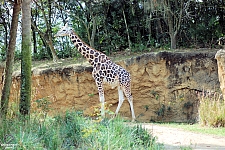 Kilimanjaro Safaris