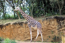 Kilimanjaro Safaris