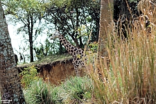 Kilimanjaro Safaris