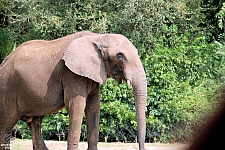 Kilimanjaro Safaris