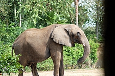 Kilimanjaro Safaris