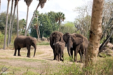 Kilimanjaro Safaris