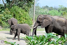 Kilimanjaro Safaris