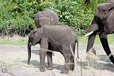 Kilimanjaro Safaris