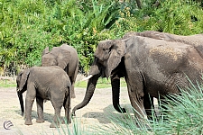 Kilimanjaro Safaris