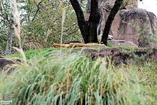 Kilimanjaro Safaris