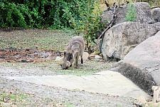 Kilimanjaro Safaris