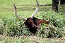 Kilimanjaro Safaris