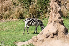 Kilimanjaro Safaris