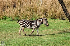 Kilimanjaro Safaris