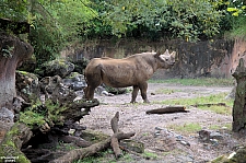 Kilimanjaro Safaris