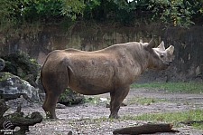 Kilimanjaro Safaris