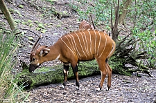 Kilimanjaro Safaris