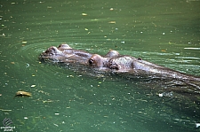 Kilimanjaro Safaris