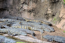 Kilimanjaro Safaris