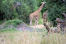 Kilimanjaro Safaris