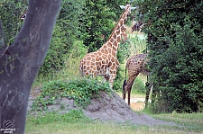 Kilimanjaro Safaris