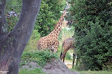 Kilimanjaro Safaris