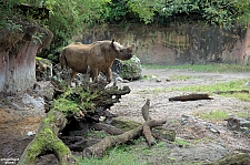 Kilimanjaro Safaris