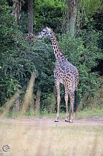 Kilimanjaro Safaris