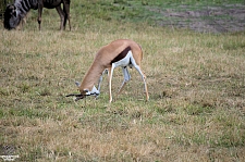 Kilimanjaro Safaris