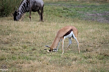 Kilimanjaro Safaris