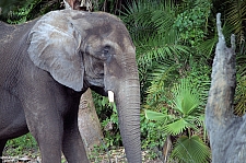 Kilimanjaro Safaris