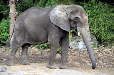 Kilimanjaro Safaris