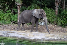 Kilimanjaro Safaris