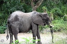 Kilimanjaro Safaris