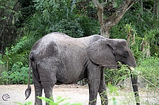 Kilimanjaro Safaris