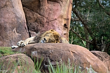 Kilimanjaro Safaris