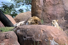 Kilimanjaro Safaris