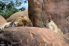 Kilimanjaro Safaris