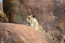 Kilimanjaro Safaris