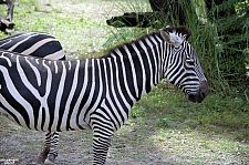 Kilimanjaro Safaris