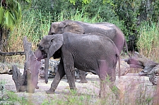 Kilimanjaro Safaris