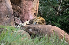 Kilimanjaro Safaris