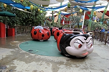 Francis' Ladybug Boogie