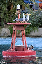 Finding Nemo Submarine Voyage