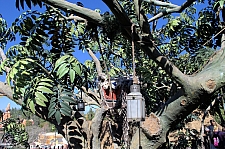 Adventureland Treehouse