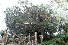 Swiss Family Treehouse