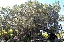 Swiss Family Treehouse